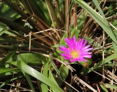 Delosperma sutherlandii