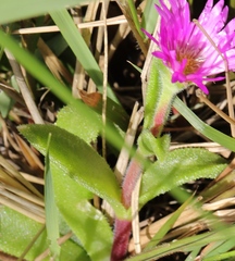 Delosperma sutherlandii