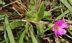Delosperma sutherlandii