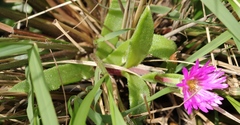 Delosperma sutherlandii