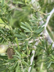 Asparagus natalensis