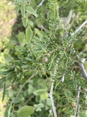 Asparagus natalensis
