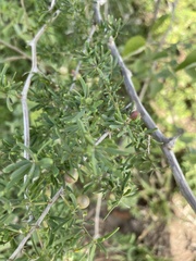 Asparagus natalensis