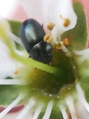 Brassicogethes viridescens