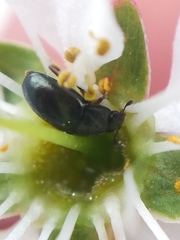 Brassicogethes viridescens