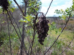 Rhus copallina image