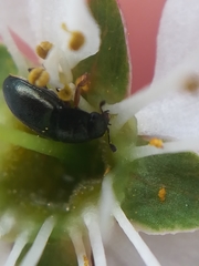 Brassicogethes viridescens