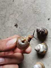 Camaena yulinensis