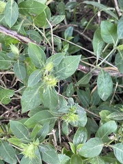 Barleria elegans orientalis