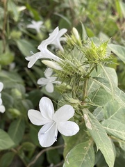 Barleria elegans orientalis