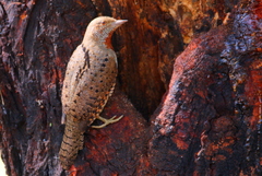 Red-Throated Wryneck photo 2