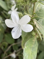 Barleria elegans orientalis