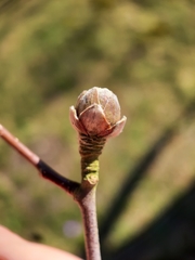 Acalitus calycophthirus