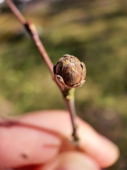 Acalitus calycophthirus