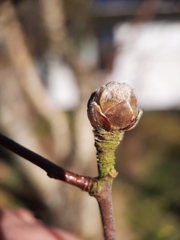 Acalitus calycophthirus