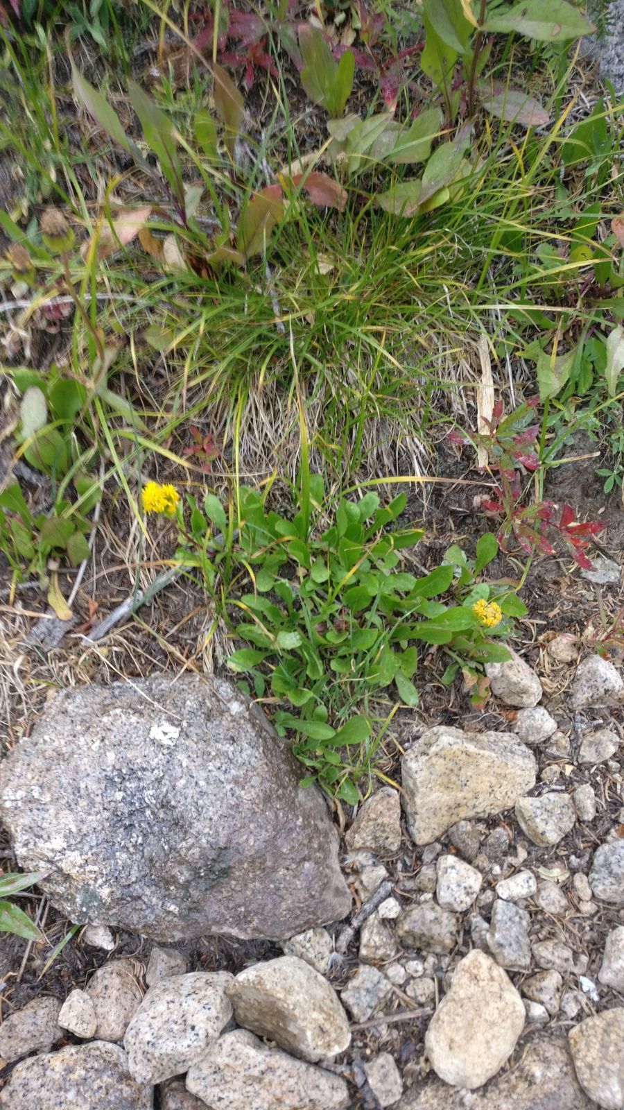 Solidago simplex var. simplex