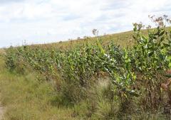 Senecio isatidioides