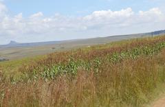 Senecio isatidioides