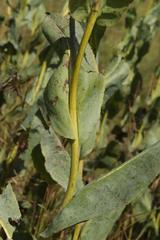 Senecio isatidioides