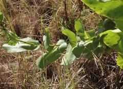 Senecio isatidioides