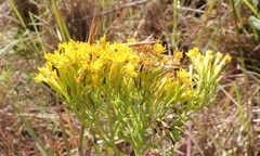 Senecio isatidioides