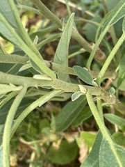 Solanum delagoense