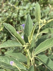 Solanum delagoense