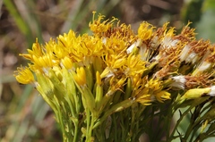Senecio isatidioides