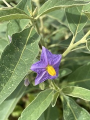 Solanum delagoense