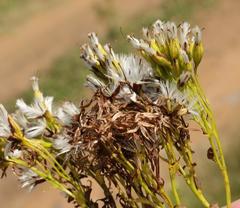 Senecio isatidioides