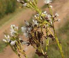 Senecio isatidioides