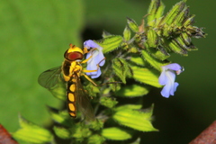 Allograpta calopus