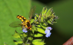 Allograpta calopus