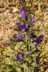 Echium creticum