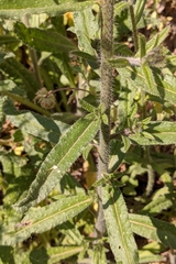 Echium creticum