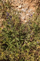 Echium creticum