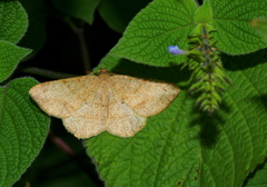 Chiasmia brongusaria