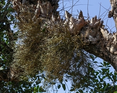 Dendrobium herbaceum