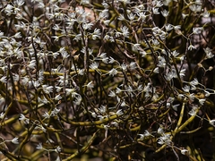 Dendrobium herbaceum