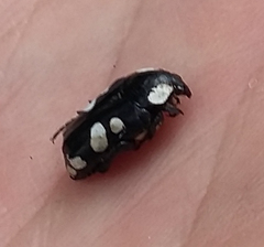 Discopeltis tricolor