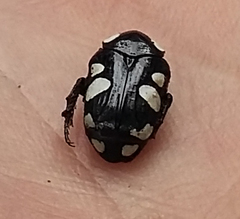 Discopeltis tricolor