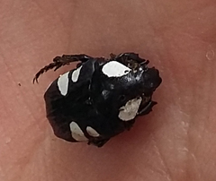 Discopeltis tricolor