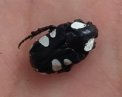 Discopeltis tricolor