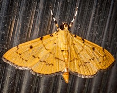 Phaedropsis