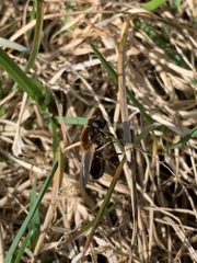 Cheilosia grossa