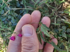 Hermannia coccocarpa