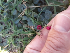 Hermannia coccocarpa