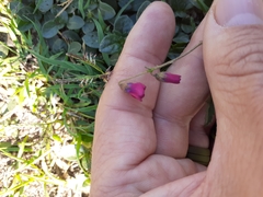 Hermannia coccocarpa