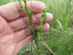 Artemisia commutata