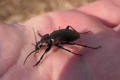 Carabus arvensis